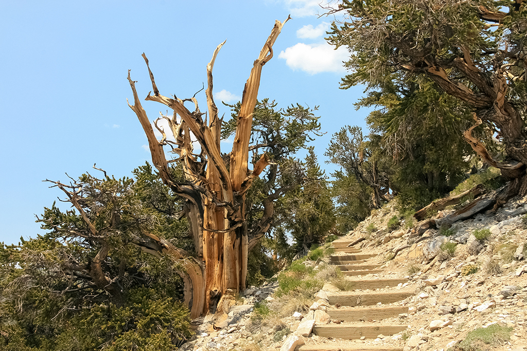 07-10 - 06.JPG - Ancient Bristecone Pine National Monument, CA